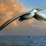 The remains of the oldest bird in the world are found. What can they talk about?
