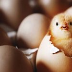 ¿Qué vino antes: un huevo o una gallina?
