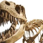 T. rex vähän uskomattomalla voimalla: kaksinkertainen vahvuus kuin mikään elävä olento
