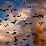 Hvorfor forsvinder fugle i Nordamerika og Canada?