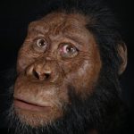 What did the oldest ancestor of man look like?