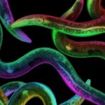 Roundworms helped discover a new mechanism for prolonging youth