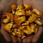 Mushrooms reduce the risk of developing prostate cancer