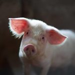 ساعد جلد الخنزير لأول مرة في علاج حروق شديدة لشخص ما