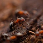 What speed do the fastest ants in the world develop?