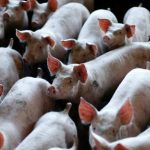 Restauración de la actividad cerebral en 32 cerdos muertos