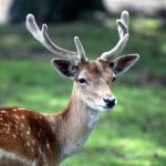 Can a zombie deer disease be dangerous to humans?