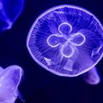 Danish scientists made jellyfish chips