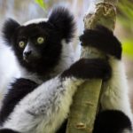 Lemurs sing to the rhythm of "We Will Rock You" and arrange vocal competitions with neighbors