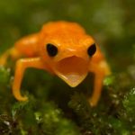Opasna gljiva uništava brazilske žabe. Zašto bi nam ovo smetalo?