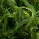 Green algae provide oxygen to the brain