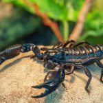 Scientists will make a cure for coronavirus from scorpion venom