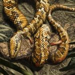 Los científicos se equivocaron: la antigua serpiente de cuatro patas resultó ser un lagarto