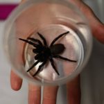 Den australske zoologiske have har en enorm edderkop, der kan redde liv