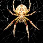 What is the web made of and how do spiders weave their traps?