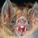 In Britain, a virus similar to SARS-CoV-2 was found in bats - is it dangerous to humans?