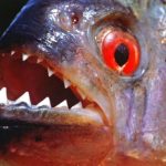 How dangerous are piranha fish to humans?