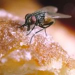 Should you throw away the food that the flies have sat on?