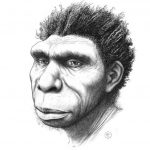 Discovered a new species of human ancestor - Homo bodoensis
