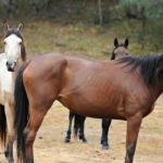 Australia will shoot 10,000 wild horses that harm nature