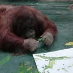 Orangutans' drawings are influenced by their mood and season.