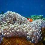 ¿Por qué los arrecifes de coral son importantes para la humanidad y cómo salvarlos de la muerte?