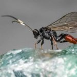 How did parasitic wasps save the lives of millions?