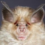 Viruses almost identical to coronavirus found in bats
