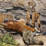 Saber-toothed cats took care of sick relatives