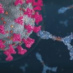Los científicos han descubierto un anticuerpo que puede resistir diferentes cepas de coronavirus
