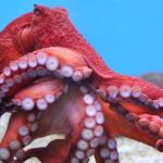 Octopuses and crayfish can be in pain. The authorities of some countries want to protect them