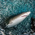 Why do fish rub against the bodies of dangerous sharks?