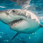 Імунітет акул може захистити людей від коронавірусу