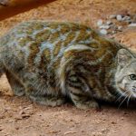 What do scientists know about the most elusive high-altitude cats?