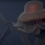 Robot filmed a rare giant jellyfish