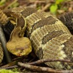 Snakes of North America are dying en masse from a mysterious fungus