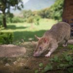 Can rats take the place of dogs in search and rescue operations?