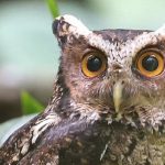 Found the rarest owl in the world, which has not been seen for 125 years