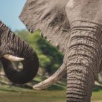 Вчені з'ясували, чому молоді слони поводяться агресивно