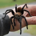 Where does arachnophobia - fear of spiders - come from?