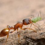 Знайдено паразит, який дарує комахам «вічну молодість»
