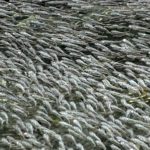 How do large flocks of fish protect themselves from bird attacks?