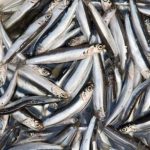 Climate change could rob people of anchovies