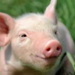 In the United States, a pig kidney was successfully transplanted into a human