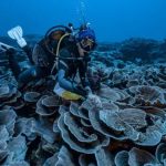 Coral reefs found in the depths of the ocean that can survive a climate catastrophe