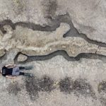 A 10-meter long full skeleton of a "sea dragon" was found in England