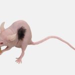 На шкірі лабораторної миші виростило людське волосся