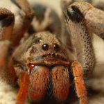 Parasitorm har vist sig at kontrollere tarantulas adfærd