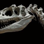 Hvordan gav dinosaurer anledning til dragelegender?