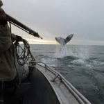 Як чукчі полюють на китів – смертельно небезпечний промисел на краю Землі